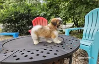 Bentley, a male Shih Tzu for sale in Oxford, CT – 2 of 5
