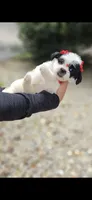 Bella, a female Shihpoo and Shih Tzu for sale in Oxford, CT – 2 of 6
