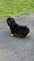 Toffe, a male Yorkshire Terrier for sale in Oxford, CT – 3 of 4