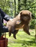Peanut , a male Pomeranian for sale in Oxford, CT – 3 of 6