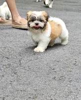 Bentley, a male Shih Tzu for sale in Oxford, CT – 7 of 8