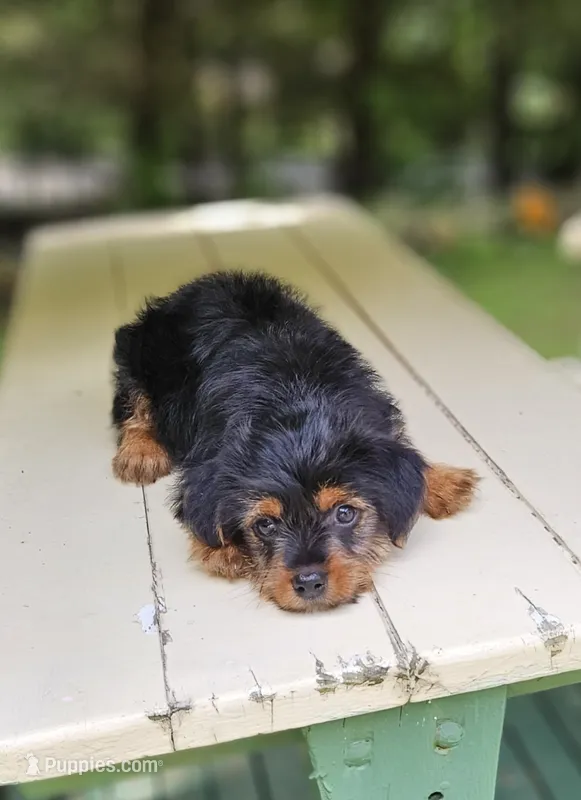 Sunny – Morkie puppy for sale in Oxford, CT