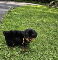 Hershey , a male Yorkshire Terrier for sale in Oxford, CT – 5 of 6
