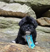 Oreon, a male Shihpoo and Shih Tzu for sale in Oxford, CT – 4 of 7