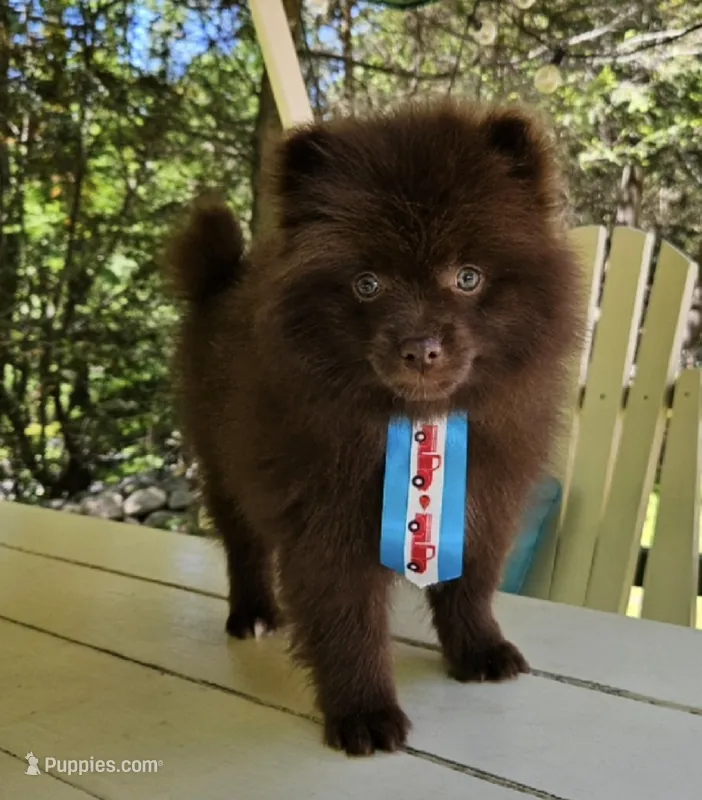 Nutella  – Pomeranian puppy for sale in Oxford, CT