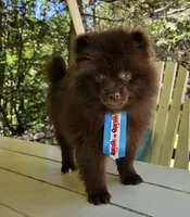 Nutella , a male Pomeranian for sale in Oxford, CT – 1 of 6