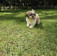 Bentley, a male Shih Tzu for sale in Oxford, CT – 3 of 8