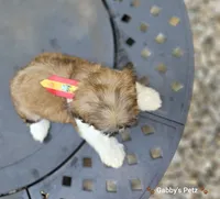 Audi, a male Shih Tzu for sale in Oxford, CT – 4 of 5