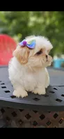 kia, a female Shih Tzu for sale in Oxford, CT – 3 of 7