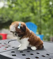 Channel , a female Shih Tzu for sale in Oxford, CT – 2 of 7