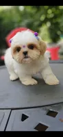 kia, a female Shih Tzu for sale in Oxford, CT – 5 of 7