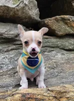 Phael, a male Chihuahua for sale in Oxford, CT – Photo 4 of 4