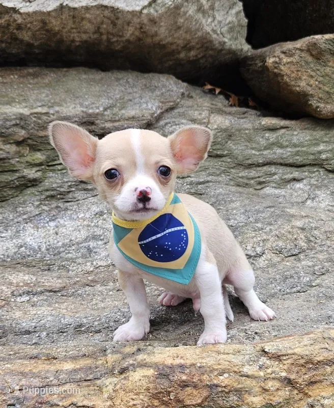 Phael – Chihuahua puppy for sale in Oxford, CT