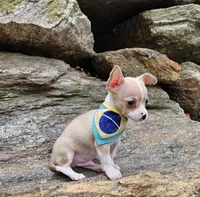 Phael, a male Chihuahua for sale in Oxford, CT – Photo 2 of 4