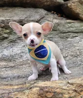 Phael, a male Chihuahua for sale in Oxford, CT – Photo 3 of 4