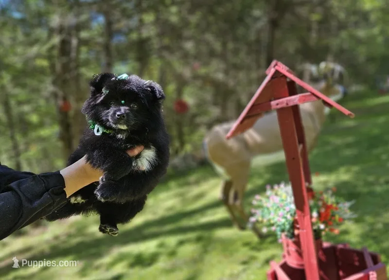 Candy – Pomeranian puppy for sale in Oxford, CT