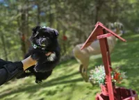 Candy, a female Pomeranian for sale in Oxford, CT – 1 of 6