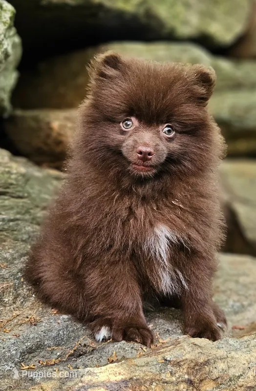 Nutella  – Pomeranian puppy for sale in Oxford, CT