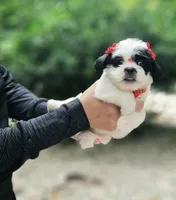 Bella, a female Shihpoo and Shih Tzu for sale in Oxford, CT – 6 of 6