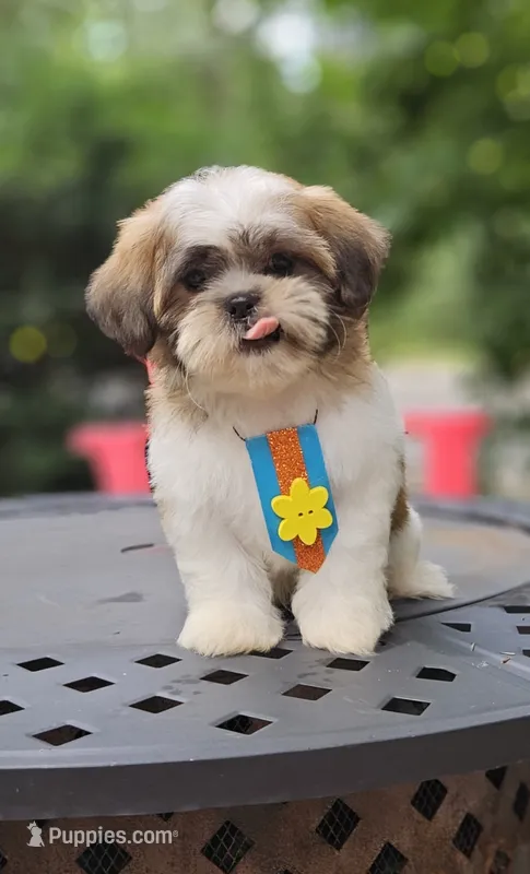 Bentley – Shih Tzu puppy for sale in Oxford, CT