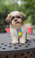 Bentley, a male Shih Tzu for sale in Oxford, CT – 1 of 5
