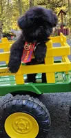 Leo, a male Shih Tzu for sale in Oxford, CT – 3 of 5