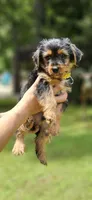 Sunny, a male Morkie for sale in Oxford, CT – 5 of 6