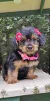 M&M, a female Maltese and Morkie for sale in Oxford, CT – 2 of 5