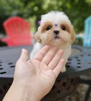 kia, a female Shih Tzu for sale in Oxford, CT – 4 of 7