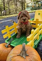 Lucy, a female Golden Retriever and Miniature Goldendoodle for sale in Oxford, CT – 7 of 7
