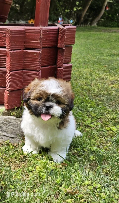 Jadore – Shih Tzu puppy for sale in Oxford, CT