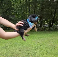 Godiva, a female Yorkshire Terrier for sale in Oxford, CT – 5 of 6