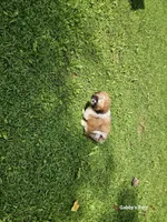 Nissan , a male Shih Tzu for sale in Oxford, CT – 5 of 6