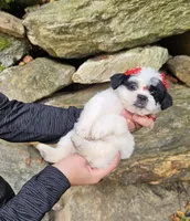 Bella, a female Shihpoo and Shih Tzu for sale in Oxford, CT – 5 of 6