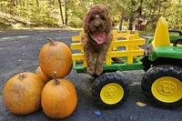 Enya, a female Golden Retriever and Miniature Goldendoodle for sale in Oxford, CT – 1 of 7