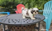 Alfa, a male Shih Tzu for sale in Oxford, CT – 2 of 5