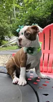 Mercury , a female Boston Terrier for sale in Oxford, CT – 3 of 5