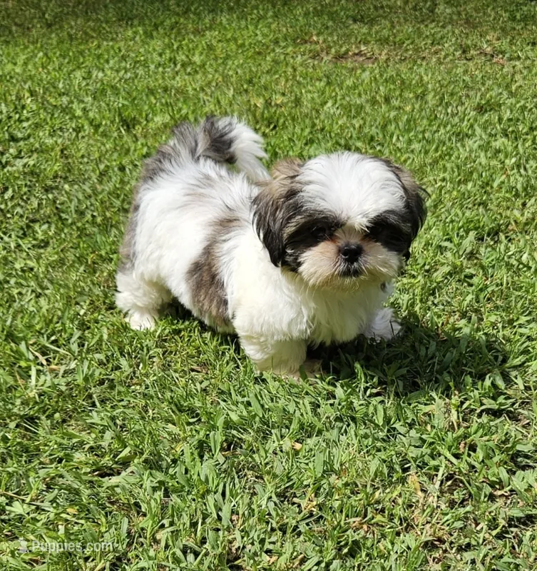 Alfa – Shih Tzu puppy for sale in Oxford, CT