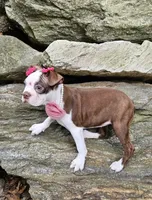nina, a female Boston Terrier for sale in Oxford, CT – 4 of 5