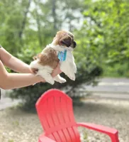 Jadore, a male Shih Tzu for sale in Oxford, CT – 6 of 6
