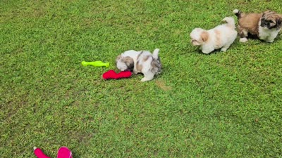 Bentley, a male Shih Tzu for sale in Oxford, CT – 8 of 8