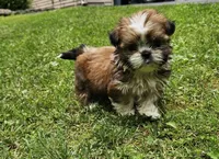 Gucci, a female Shih Tzu for sale in Oxford, CT – 3 of 5