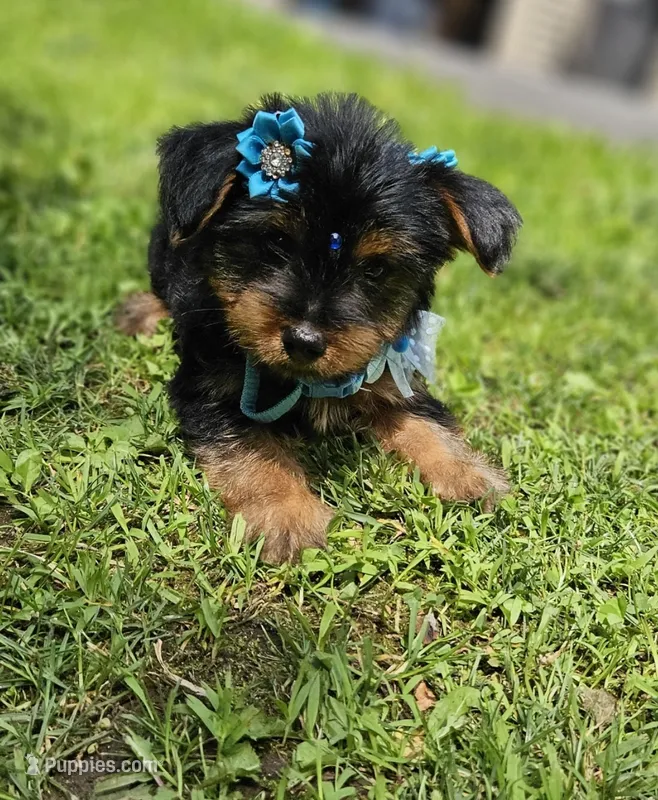 Godiva – Yorkshire Terrier puppy for sale in Oxford, CT