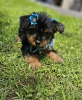 Godiva, a female Yorkshire Terrier for sale in Oxford, CT – 1 of 6