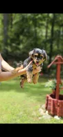 Sunny, a male Morkie for sale in Oxford, CT – 4 of 6