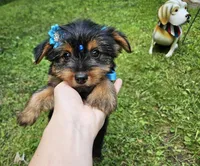 Godiva, a female Yorkshire Terrier for sale in Oxford, CT – 2 of 6