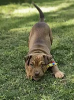 Chocolate, a male Catahoula Leopard Dog and American Bully for sale in Oxford, CT – 6 of 7