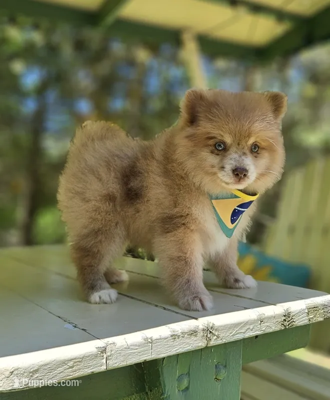 Cup cake  – Pomeranian puppy for sale in Oxford, CT