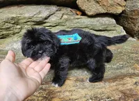 Oreon, a male Shihpoo and Shih Tzu for sale in Oxford, CT – 3 of 7