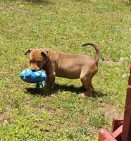 Chocolate, a male Catahoula Leopard Dog and American Bully for sale in Oxford, CT – 2 of 7